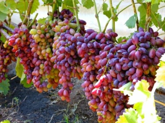 Виноград Тимур: описание сорта с характеристиками и отзывами