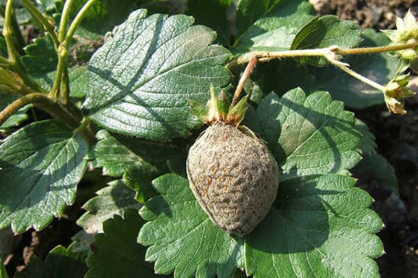 Клубника Корона – тепличный сорт, который успешно плодоносит в открытом грунте