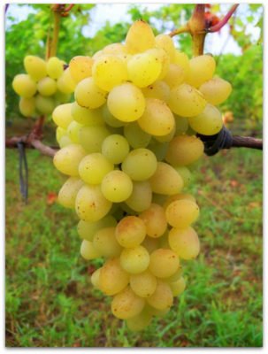 Урожайный, ранний, декоративный - сорт винограда Плевен