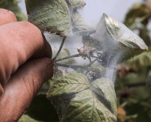 Малина Полана: особенности выращивания высокоурожайного сорта