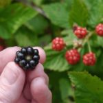 Черная малина: как вырастить сладкие ягоды ночного цвета? Описание и характеристика сортов с черными плодами