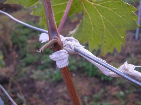 Виноград Чарли: выносливый крупноплодный гибрид, которому не страшны ни грибок, ни морозы