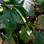 Багира из черной смородины: как вырастить крупный сорт ягод в своем саду