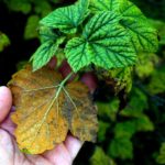 Душистая и крупноплодная смородина Бодрость: особенности посадки и ухода за растением