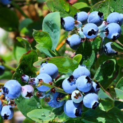 Голубика садовая Елизавета: особенности посадки, ухода и размножения