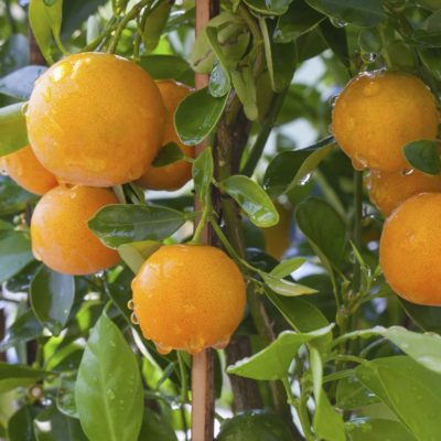 Почему апельсин назвали «китайским яблоком», что это такое и где растет
