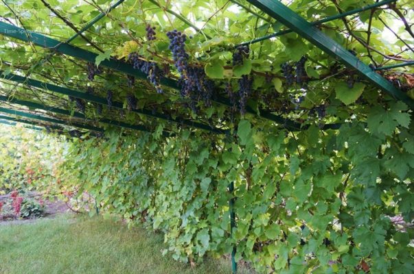 Морозостойкий виноград Зилга: особенности роста