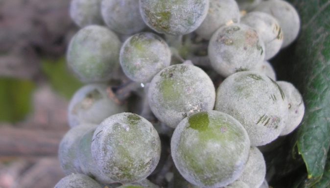 Сорт винограда Супер-Экстра (Цитрин): особенности посадки и выращивания