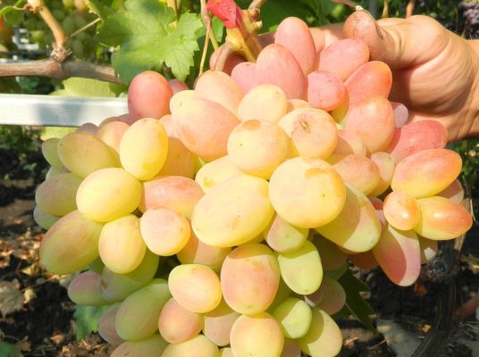 Виноград сорта Сенсация: ультраранние ягоды на даче
