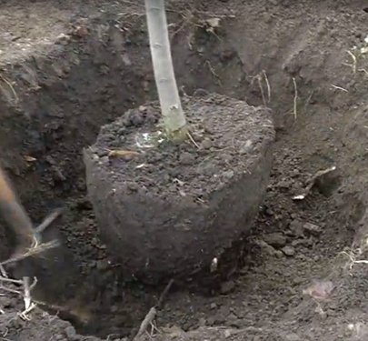 Грушевый сад: когда и как сажать, как размножать и что делать, если вам нужно пересадить грушу