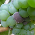 Виноград Жюльен: характеристика, особенности посадки и выращивания