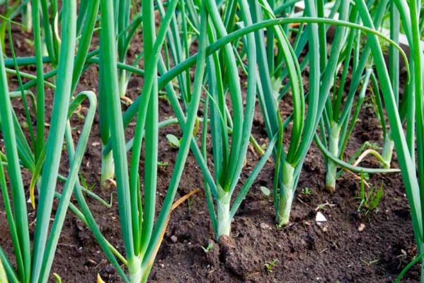 Выращивание лука на овощи: от подоконника до гидропоники!