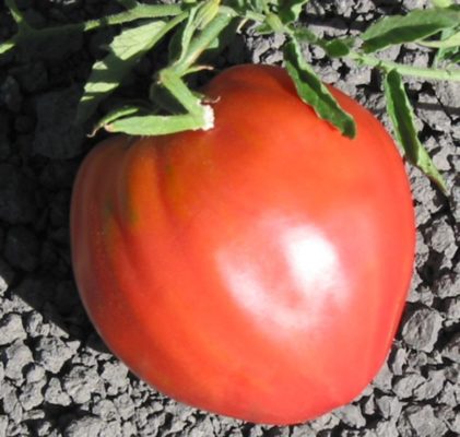 Холодостойкий крупноплодный томат Вельмож: описание и особенности выращивания