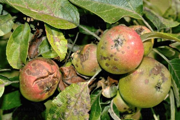 Manzano Lobo: старый сорт с крупными и красивыми плодами