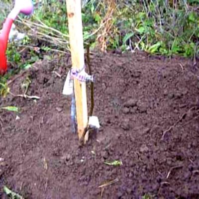 Грушевый сад: когда и как сажать, как размножать и что делать, если вам нужно пересадить грушу