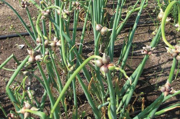 Выращивание лука на овощи: от подоконника до гидропоники!