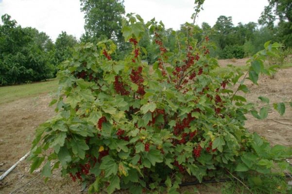 Правила посадки и пересадки куста красной смородины: нюансы в разное время года