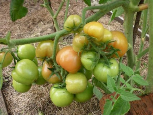 Санька: известный сорт ранних томатов