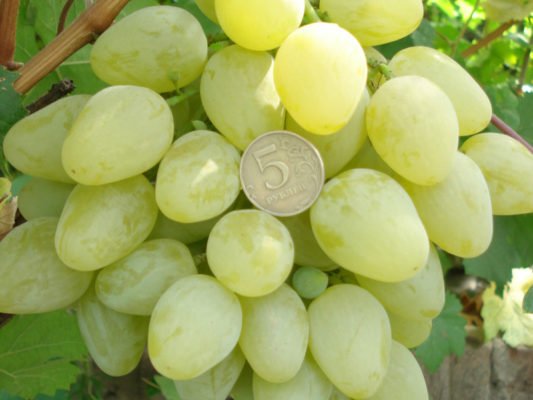 Виноград Монарх – настоящий король виноградников