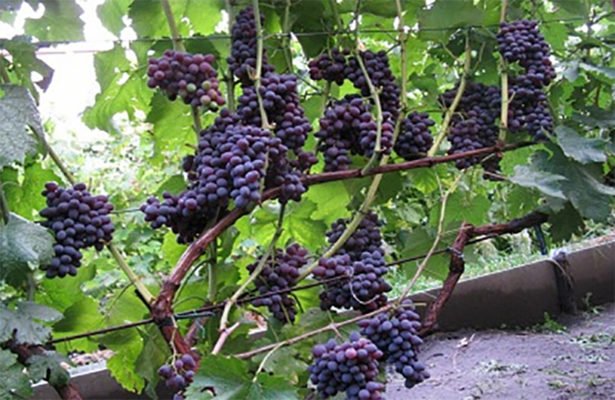 Сладкое творение ионийцев: аттический виноград
