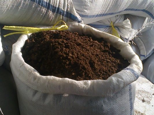 Колхозница: все о выращивании популярного сорта дыни