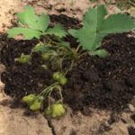 Какую землю любит клубника: как подготовить почву и ухаживать за почвой после посадки