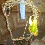 Стефанотис: какой уход нужен мадагаскарскому жасмину, чтобы он процветал в домашних условиях