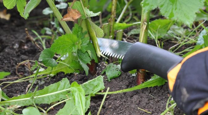 Ежевика садовая Black satin: рекордный урожай легко и просто