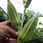 Бамия – экзотическая овощная культура