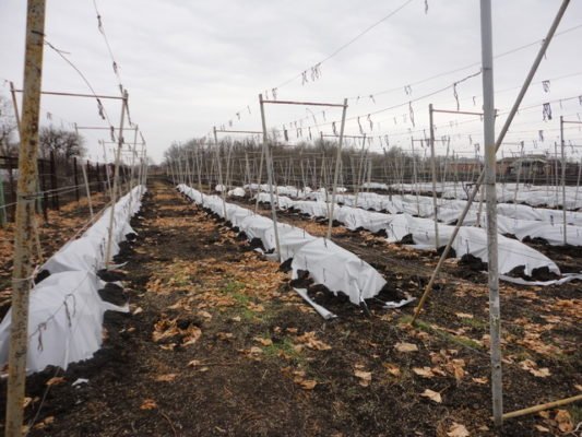 Виноград с историей — Саперави: как посадить и вырастить самый старый сорт винограда