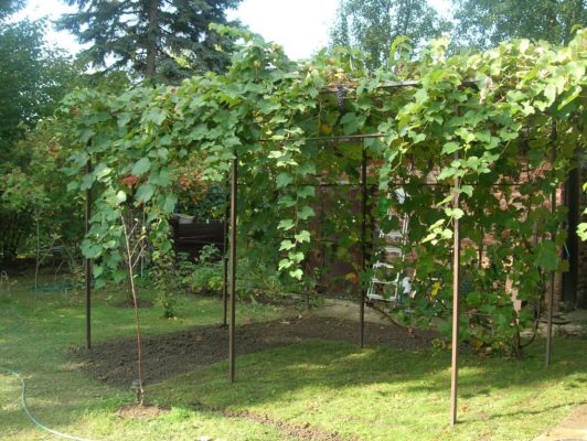 Особенности посадки и выращивания винограда в Подмосковье