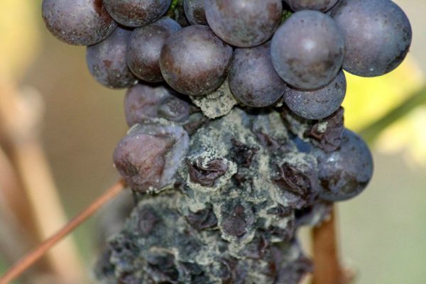 Виноград Бьюти: выращиваем без проблем