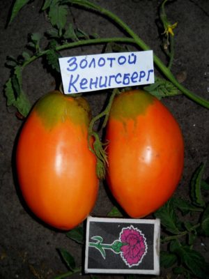 Сорт томатов Кенигсберг: такие разные, но всегда вкусные