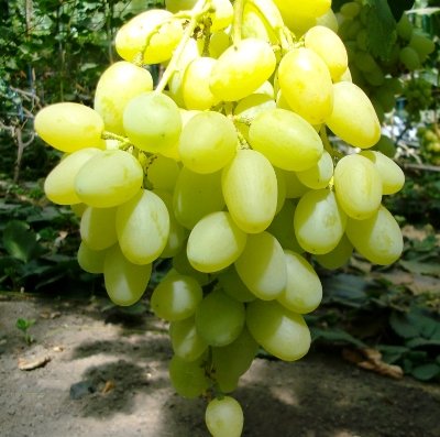 Виноград Ландыш: новый сорт с превосходным вкусом. Основные характеристики, преимущества и недостатки сорта