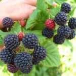 Черная малина: как вырастить сладкие ягоды ночного цвета? Описание и характеристика сортов с черными плодами