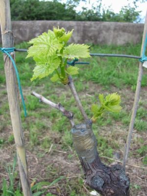 Виноград Виктор – вкус триумфа. Как посадить и вырастить