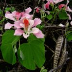 Баухиния: орхидея в домашних условиях