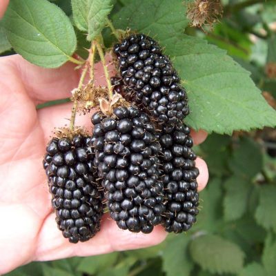Ежевика Карака черная – рекордсмен по крупным плодам