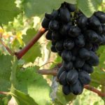 Виноград в Сибири: особенности посадки и ухода