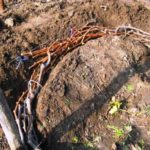 Гибридная форма винограда Фурор: характеристика сорта и выращивание