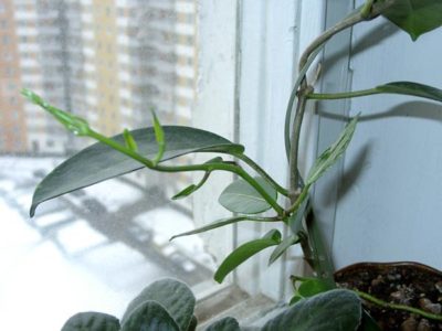 Стефанотис: какой уход нужен мадагаскарскому жасмину, чтобы он процветал в домашних условиях