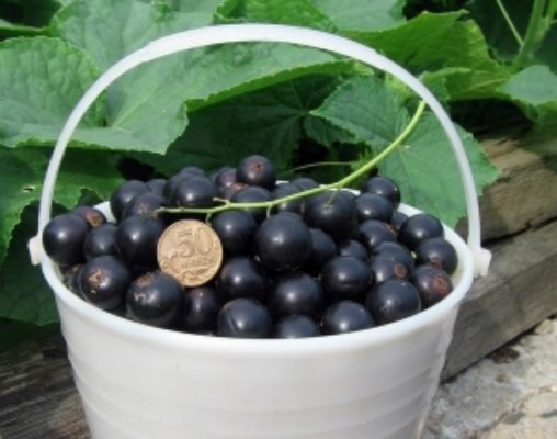 Черная смородина Ленивая – позднеспелый сорт с крупными сладкими ягодами