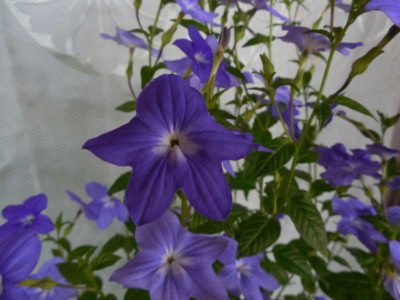 Броваллия: как вырастить нежное растение, которое цветет круглый год