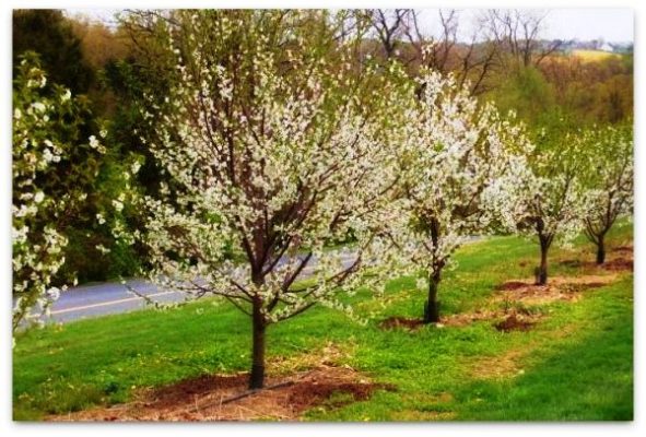 Посадка вишни: когда начинать - весной или осенью?