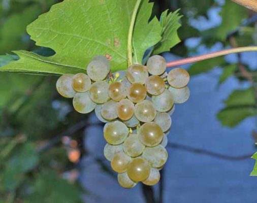 Кристалл: все о выращивании популярного сорта винограда