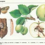 Мельба – отличная летняя яблоня