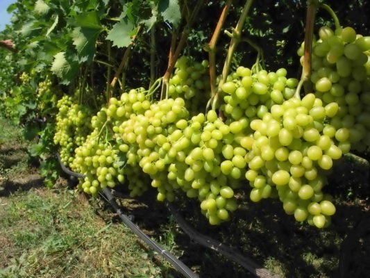 Виноград Талисман: история сорта, особенности посадки и выращивания