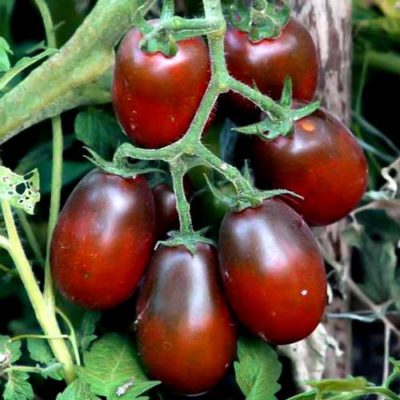 Black Moor: томат оригинального цвета и великолепного вкуса