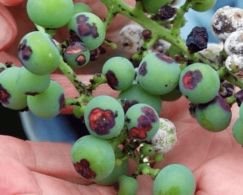 Виноград Бьюти: выращиваем без проблем