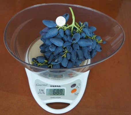 Сорт винограда Викинг: описание сорта, особенности посадки и выращивания